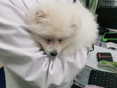 -申普宠物医院·眼科·心内科·影像科(普陀分院)