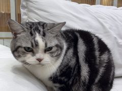 -爱洗澡的猫(天河路店)