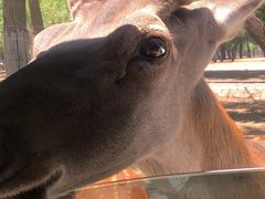-秦皇岛野生动物园