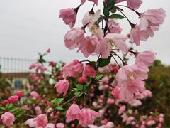 -顾村公园