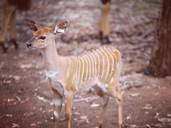 -威勒比开放式动物园