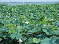 -七的湖·晚芳亭·阳澄湖农家菜·大闸蟹(莲花岛店)