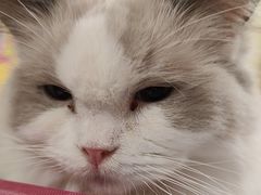 -猫宠乐园·专业洗护
