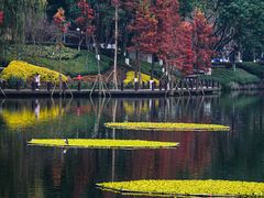 -重庆彩云湖湿地公园