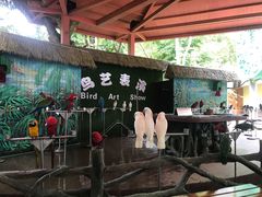 -西双版纳原始森林公园
