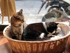 -猫友咖啡店(玉林西路店)
