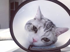 -喜多萌中农锦绣动物医院24H·猫科·牙科MRI·CT