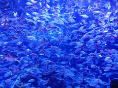 -成都浩海立方海洋公园