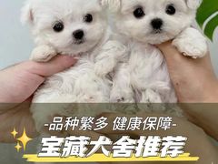 -萌宠之家·腊肠犬·马尔泰·小体犬舍