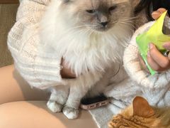 -MOCHA明星猫咖(田子坊店)