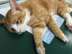 -康乐宝动物医院