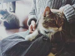 -喵园·猫主题咖啡厅·撸猫·猫咖(国贸店)