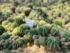 -深圳仙湖植物园