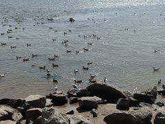 -深圳湾公园(南山区)