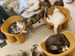 -平行世界·猫咖(首经贸店)