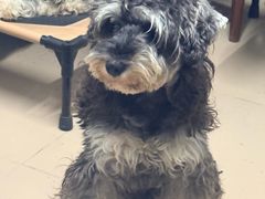 -瑞鹏宠物医院·猫专科·眼专科·产科(厚街店)