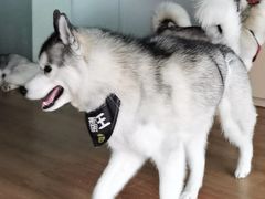 -Husky Go! 哈士奇体验馆·宠物咖啡厅狗咖