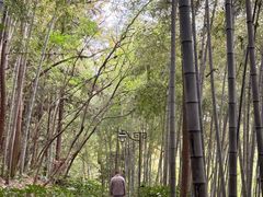 -杭州半山国家森林公园