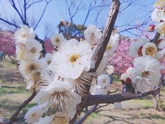 -无锡梅园公园
