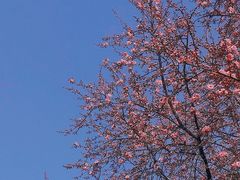-洛阳市隋唐城遗址植物园