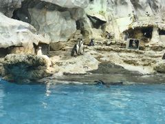 -帝企鹅自助餐厅•儿童岛•真企鹅(长隆企鹅酒店)