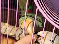 -明明手养鹦鹉(堤角花鸟宠物大世界店)