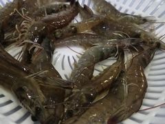 -蚝专家