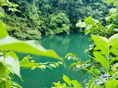 -天目山大树王景区