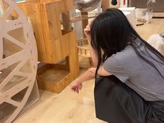 -有喵·猫咖·狗咖·30几只猫10只小狗(岗厦店)
