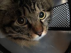 -中农大我爱我爱24h动物医院·中医针灸·猫专科·骨科医疗中心(双井店)