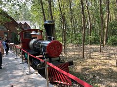 -合肥滨湖国家森林公园