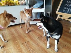 -柴犬高等学院·狗咖·柴犬售卖·宠物训练