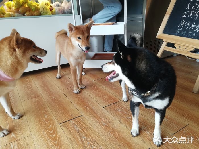 柴犬高等学院·狗咖·柴犬售卖·宠物训练图片