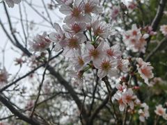 -王借岗森林公园