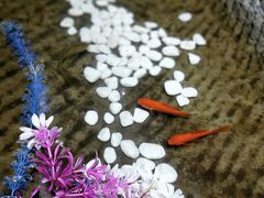 -重庆大队长火锅(凤城八路店)