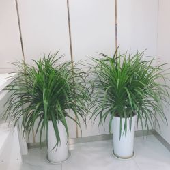 -贞禾医美·连锁