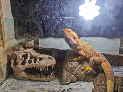 -Rabbit Cafe私房西餐甜点咖啡(栖霞路店)