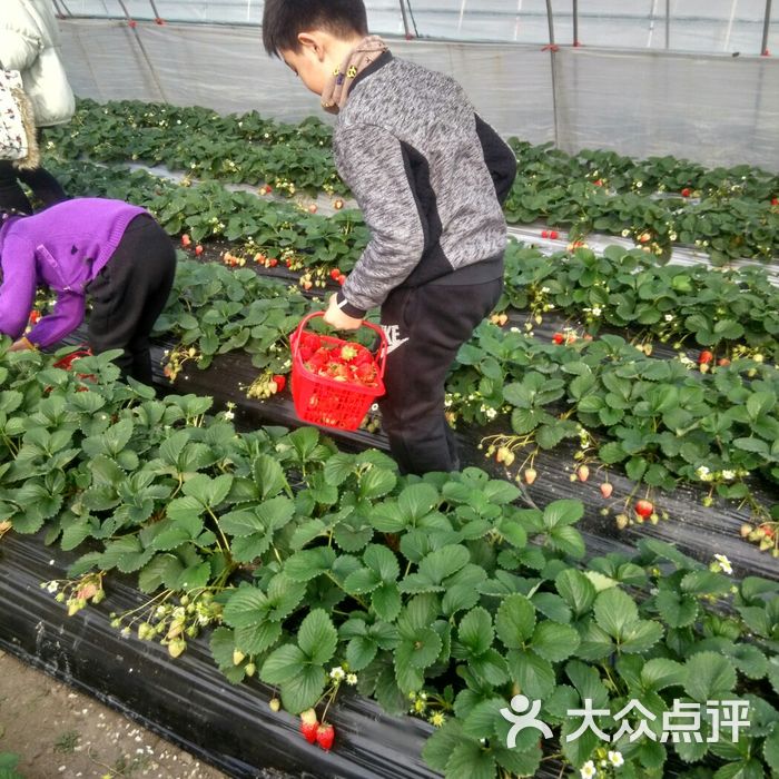 小崔草莓採摘園圖片-北京採摘/農家樂-大眾點評網