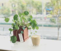 点击看大图 -IDOL PLUS