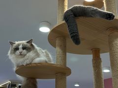 -喵园·猫主题咖啡厅·撸猫·猫咖(国贸店)