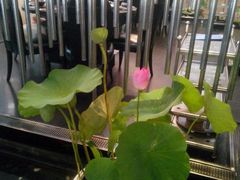 android_upload_pic-王家渡火锅店(棕榈泉店)