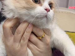 -宠爱国际动物医院· 猫科· 外科·中兽医(长白店)