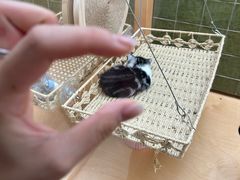 -帕帕拉兹宠物(亚洲旗舰店)