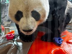 -栾川竹海野生动物园