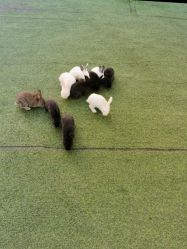 -萌宠亲子动物乐园(槐房万达店)