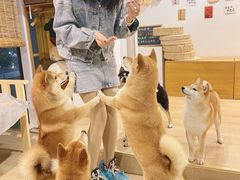 -南京Hallo宠物乐园·哈罗犬舍·柴犬繁育基地