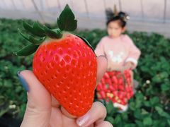 -恒绿农产品草莓采摘园