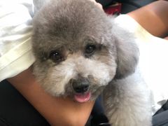 -Oh My Dog宠物沙龙(伊珊娜皮毛护理店)