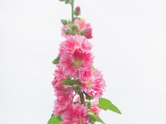 -上海辰山植物园
