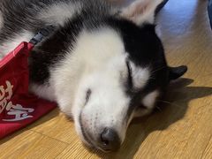-Husky Go! 哈士奇体验馆·宠物咖啡厅狗咖